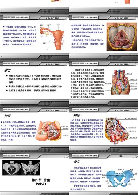 女性生殖器|小知识:女性生殖系统